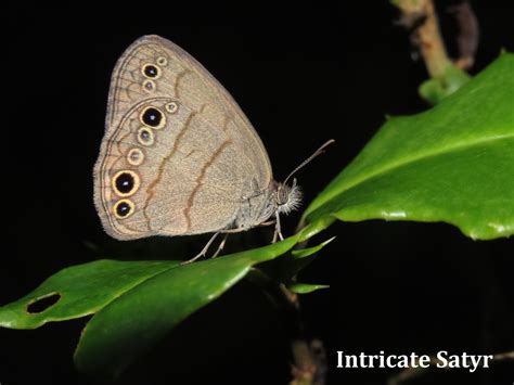 Satyr Butterfly Complex - Edisto Island Open Land Trust, South Carolina