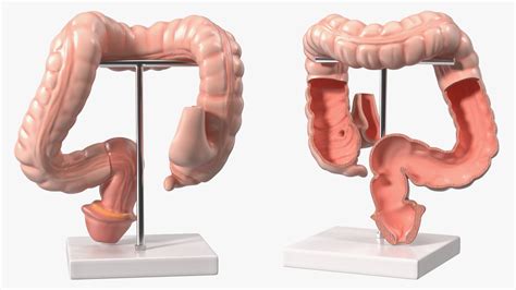 Intestine Medical Model D Model Ds Blend C D Fbx Max Ma