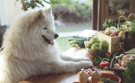 Comment Savoir Si Mon Chien A Des Allergies Alimentaires Hello Animaux