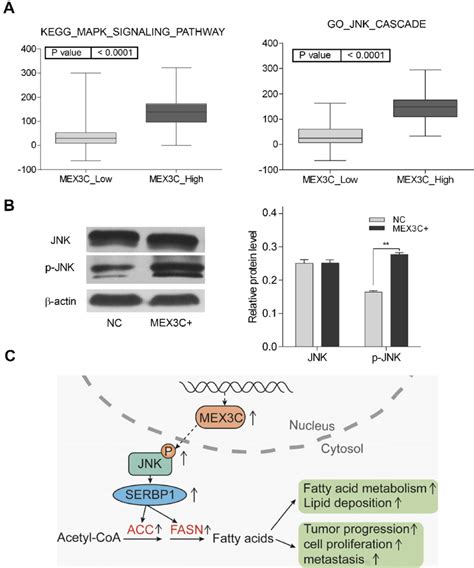 MEX3C Activated JNK Pathway A GSEA Indicates That High Expression Of