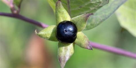 Deadly Nightshade Plants