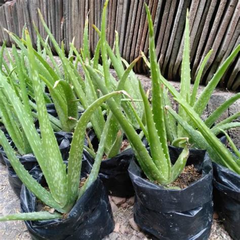 Jual Lidah Buaya Aloe Vera Shopee Indonesia