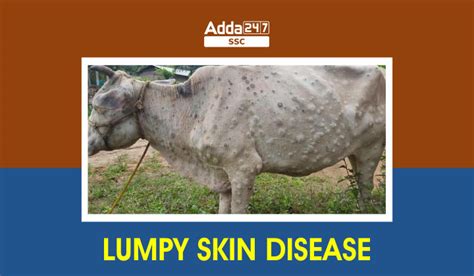 Lumpy Skin Disease In India Know Every Facts About It