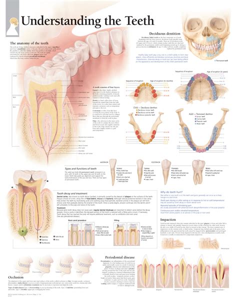 Anatomy Of The Teeth Laminated Anatomical Chart | lupon.gov.ph