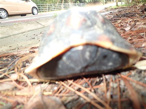 Ryukyu Yellow Margined Box Turtle In July By B P White Location