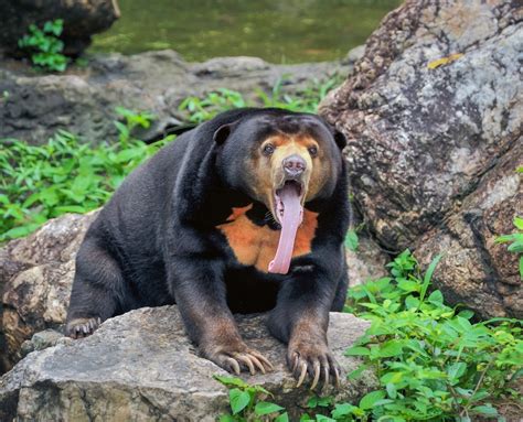 Chester Zoo, Sun Bears and Tapirs – CLM Services