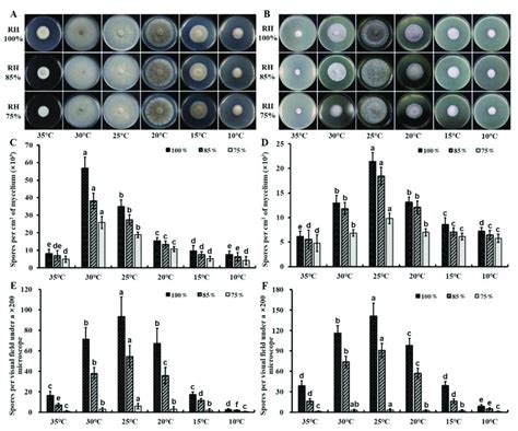 Colony Morphology And Sporulation Production Of Corynespora Cassiicola