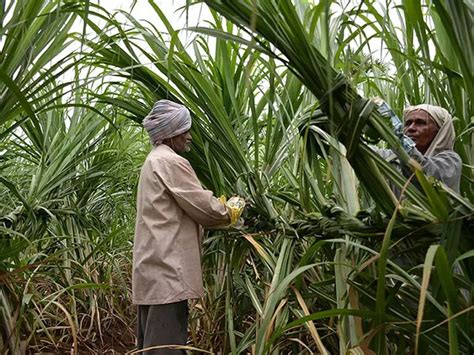 This State Govt Is Paying Rs Crore Arrears To Its Sugarcane Farmers