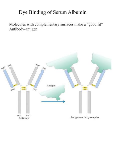 PPT - Dye Binding of Serum Albumin PowerPoint Presentation, free ...