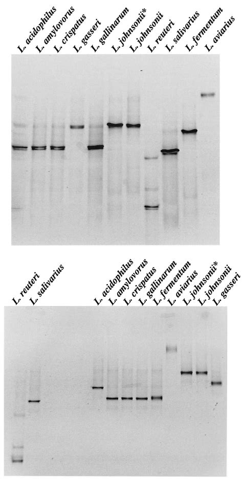 Pcr Dgge Pro Fi Les Generated From Lactobacillus Type Strains Used In Download Scientific