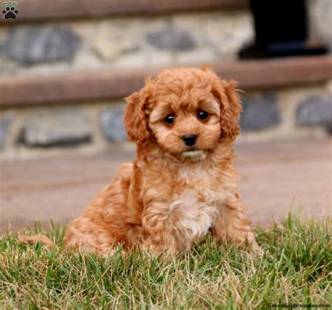 Toy Poodle Mix Breeds