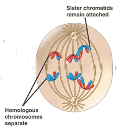 Anaphase 1 Diagram