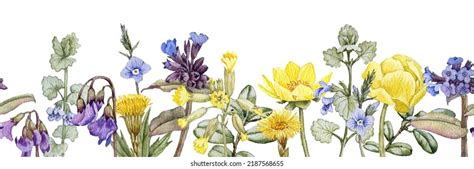 Watercolor Drawing Seamless Border Spring Flowers Stock Illustration ...