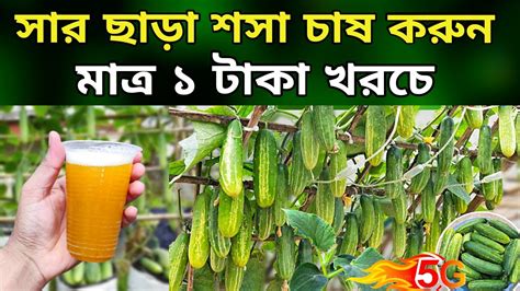 সার ছাড়া শসা চাষ করুন মাত্র ১ টাকা খরচে শসা গাছের প্রচুর স্ত্রী