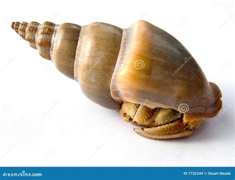 Hermit Crab in Shell Isolated Stock Photo - Image of hermit, isolated ...