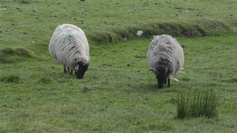 Irish Sheep 1278300 Stock Video at Vecteezy