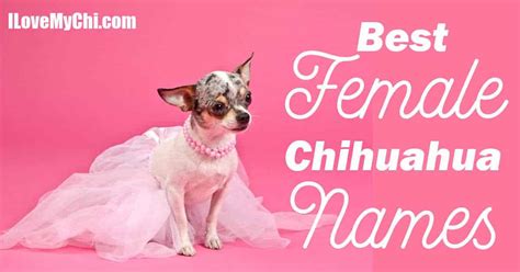 Best Female Chihuahua Names - I Love My Chi