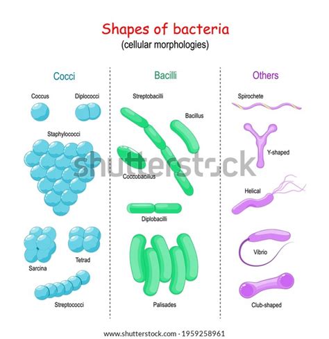 564 Cellular Morphology Royalty Free Photos And Stock Images Shutterstock