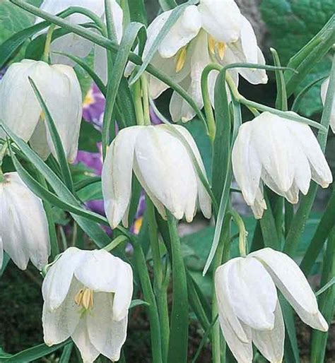 Fritillaria Meleagris Alba Garden Flowering Bulbs Wpc Prins Pack