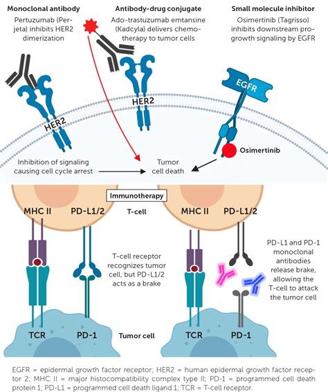 Targeted Cancer Therapies Aafp