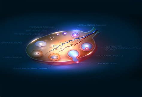 Provera Drug Usage and Side Effects: Ovulation and Menstruation