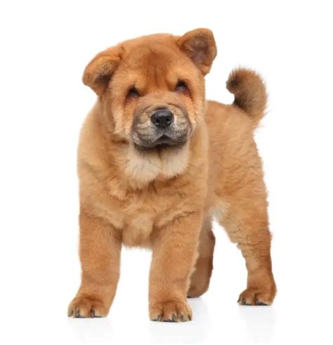 Where to Find Chow Chow Puppies For Sale - Dogable