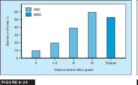 Figure From Reflux And Obstructive Nephropathy Anatomy Of