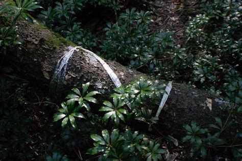 Aokigahara forest | Aokigahara, Aokigahara forest, Forest