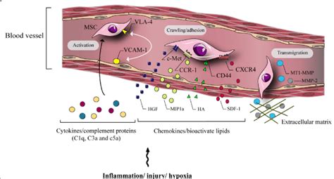 Integrin Very Late Antigen Vla Is Expressed By Mscs And Its