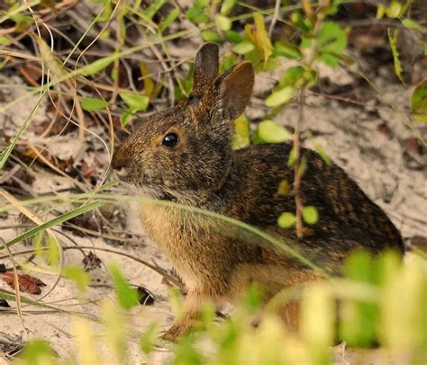 Marsh Rabbit - Facts, Diet, Habitat & Pictures on Animalia.bio