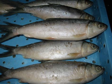 ndilo blog budidya ikan bandeng