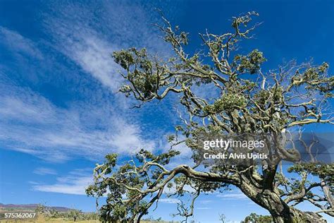 48 Koa Tree Hawaii Stock Photos, High-Res Pictures, and Images - Getty ...