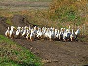 Category Ducks Of Odesa Oblast Wikimedia Commons