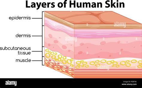 Capas De La Piel Humana La Ilustraci N Del Concepto Imagen Vector De