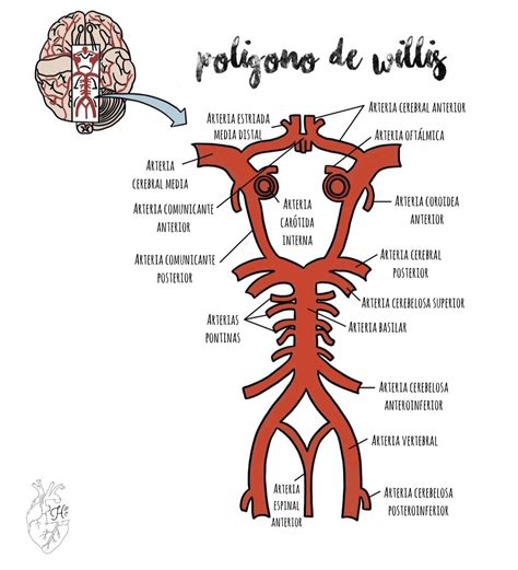 Pin En Anatomia Y Fisiologia Humana Poligono De Willis Anatomia Y