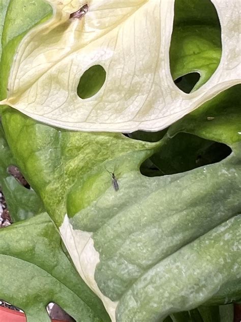 Little flies : r/plantclinic