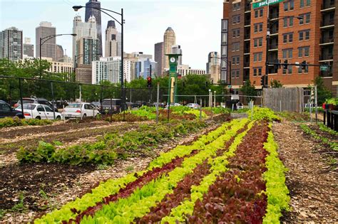 Growing Food In Growing Cities Gardenerd