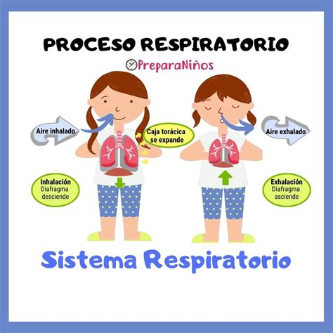 El Aparato Respiratorio Para Niños De Primaria Hábitos De Niños