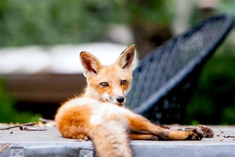 Comment Loigner Les Renards Du Jardin Et Du Poulailler Astuces