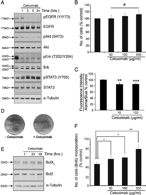 Effects Of Cetuximab On Egfr Signaling And Cell Proliferation A A431