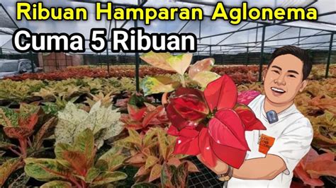 Paket Aglonema Terbaru Harga Cuma Ribuan Youtube