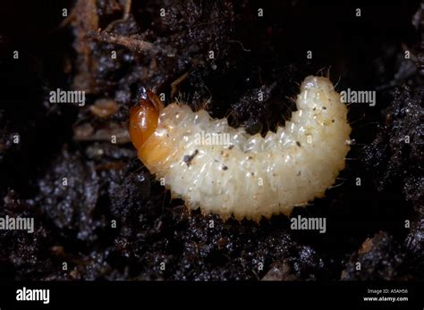 vine weevil larvae otiorhynchus sulcatus stock photo alamy