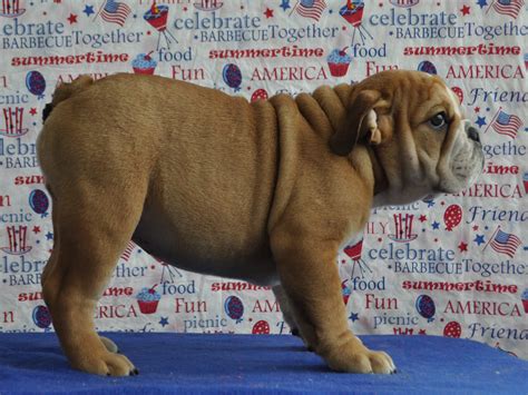 AKC English Bulldog Puppies For Sale, Champion Sired English Bulldog Puppies, English Bulldog