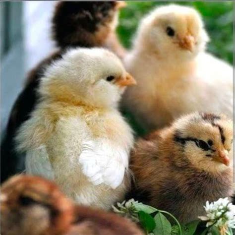 Ameriflower Multicolor Desi Sonali Chicks At Rs Piece In Indore Id