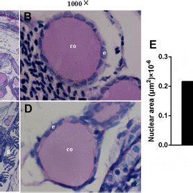 Representative Micro Photographs Of The Cross Section Of Fish Head Area