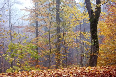 Herbstlich Forum F R Naturfotografen