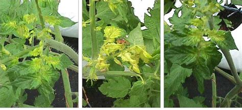 Diseases And Abiotic Problems Of Greenhouse Tomatoes Mississippi