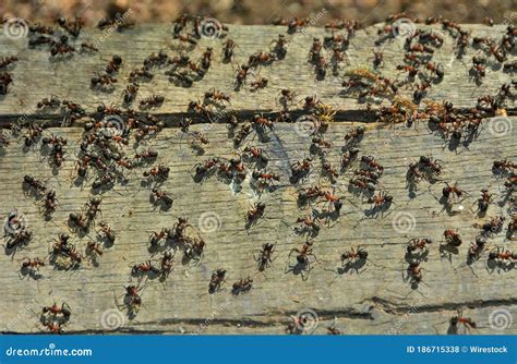 Swarm of ants stock photo. Image of brown, nest, ants - 186715338