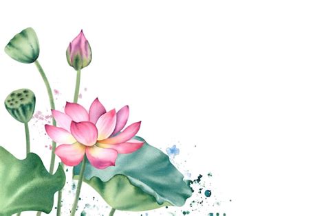 Premium Photo Watercolor Pink Lotuses On A White Background Water