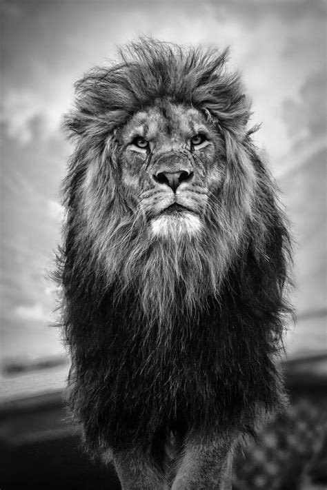 Lion Wallpaper: Majestic Black and White Lion Background